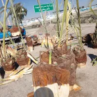 نخل،خرید نخل