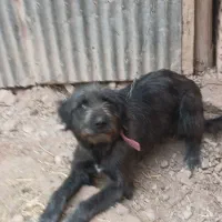 قدرجانی|سگ|قزوین, |دیوار