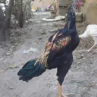خروس لاری