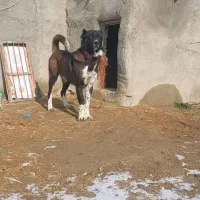 توله سرابی۱۳ ماهه