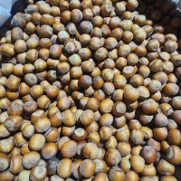 فروش فندق خشک و درجه ۱ دوهزار|خوردنی و آشامیدنی|تهران, جیحون|دیوار