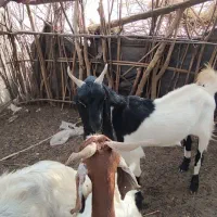 حیوانات|حیوانات مزرعه|رودبار (کرمان), |دیوار