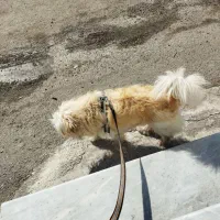 سگ شیتزو تریر|سگ|سلمان‌شهر, |دیوار