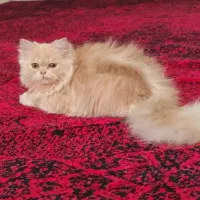 گربه پرشین ماده 6ماهه