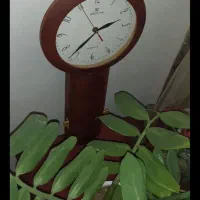 گلدان طبیعی سانسوریا تابلو فرش ساعت|گل و گیاه طبیعی|قم, نوقطار|دیوار