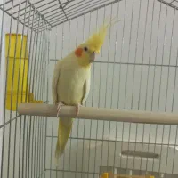 عروس هلندی خشگل کشیده لوتینو