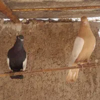 با سلام کبوتر نقش شهرضا
