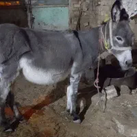 الاغ ماده فروشی