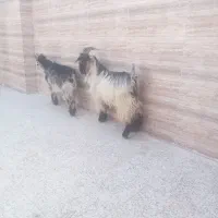 دو راَس بیگ نر چاق ایلاقی