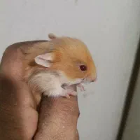 همستر نژاد سوری|موش و خرگوش|بابل, |دیوار