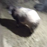 قوچ افشار|حیوانات مزرعه|صحنه, |دیوار