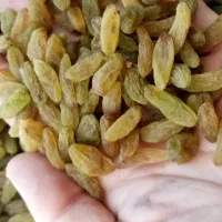 کشمش سبز کاشمر|خوردنی و آشامیدنی|ابریشم, |دیوار