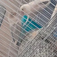 دو جفت کوتوله|پرنده|فسا, |دیوار