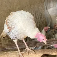 بوقلمون محلی|حیوانات مزرعه|شیروان (خراسان), |دیوار