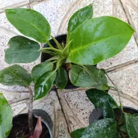 گل طبیعی|گل و گیاه طبیعی|شهرکرد, |دیوار