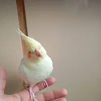 عروس هلندی نژاد لوتینو|پرنده|مشهد, امیریه|دیوار