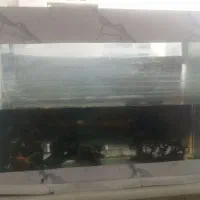 اکواریوم ماهی