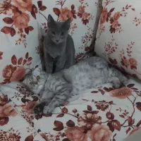 نر و ماده اسکاتیش فروش فوری