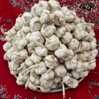 سیر بذری درجه 1 همدان جهت کاشت|حراج|خرمآباد, |دیوار