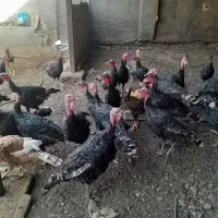 برنز انگلیسی بوقلمون|حیوانات مزرعه|تربت‌حیدریه, پائین ولایت|دیوار