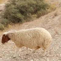 گوسفند خشک چاق