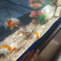 ماهی گلد فیش و تزئینات