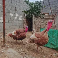 تخم بوقلمون نژاد بوربون آمریکا|حیوانات مزرعه|گرگان, |دیوار