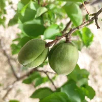 باغ چهاردیواری فروشی فوری شرایطی اقساطی|فروش خانه و ویلا|پیشوا, |دیوار