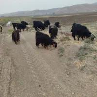 بزا بی بز ابس|حیوانات مزرعه|دره شهر, |دیوار