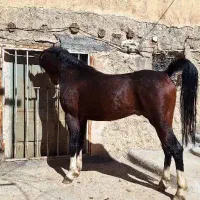 نریان سیلمی ترک دره شور|اسب و تجهیزات اسبسواری|اصفهان, شهریار|دیوار