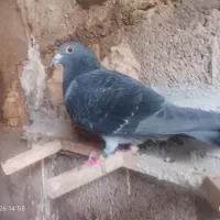 پلاکی رنگی کبوتر