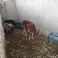 گوساله بز بزغاله