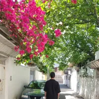 راننده با خودرو سمند هستم دربستی شخصی