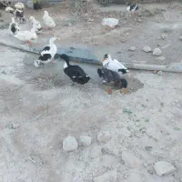 فروش اردک تمیز