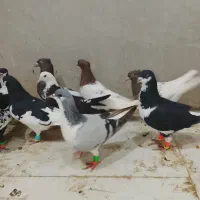 ادرس قزوین الوند|پرنده|الوند, |دیوار