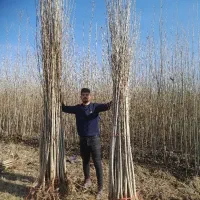 ارائه انواع نهال صنوبر ونهال میوه