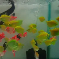 پارت جدید ماهی های زینتی رسید / آکواریوم سانفیش