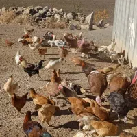 مرغ و خروس محلی|حیوانات مزرعه|بانه, |دیوار