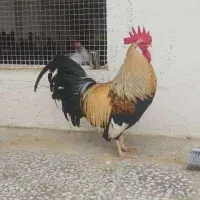 لگهورن