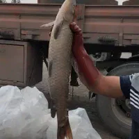 شیربت صیدروز|ماهی|شادگان, |دیوار