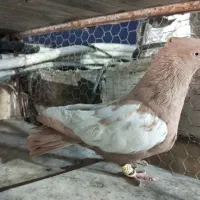 سینه زرد نر بندی|پرنده|شیراز, شیخ علی چوپان|دیوار