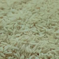 برنج هاشمی گیلان