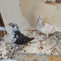 کفتر|پرنده|پاکدشت, پاکدشت (مامازند)|دیوار