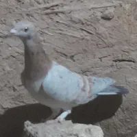 هفرنگ ماده|پرنده|دشتابی, |دیوار