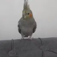 عروس هلندی ماده ۱۲ماهه کاملا سرحال شیطون