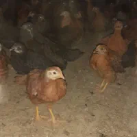 جوجه مرغ بومی جهادی مشکی گلپایگانی|حیوانات مزرعه|قهدریجان, |دیوار