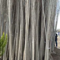 کبوده صنوبر نقگرا