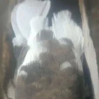 کبوتر|حیوانات|کرمان, |دیوار