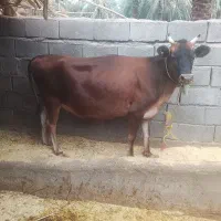 گستر گاو جرسی