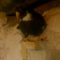 جفت|پرنده|بردسیر, |دیوار